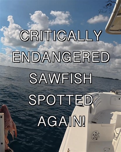 I’m thrilled to have filmed another critically endangered smalltooth sawfish! I returned to the same area where we spotted one a few days prior and lowered my homemade underwater camera rig - loaded with bait - down to 55 feet outside the Jupiter Inlet. My goal was simple: try to capture this incredible animal on film. When I reviewed the footage, I couldn’t believe it… the very first species to come in and investigate the camera was the sawfish! It made several passes in front of the lens and g