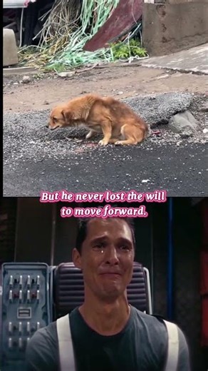 A Dog Who Walks Forward Despite Broken Legs 🐶💔➡️💪 A Dog Who Walks Forward Despite Broken Legs 🐶💔➡️💪