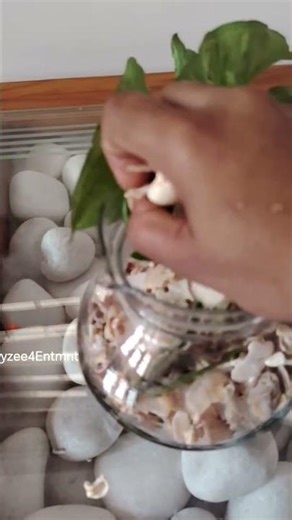 Indoor plants decorating Ideas#shorts