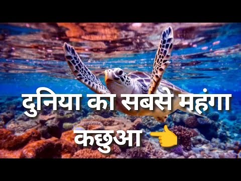 दुनिया का सबसे महंगा कछुआ 🤔Most expensive Turtle 👈 #turtle #explorer