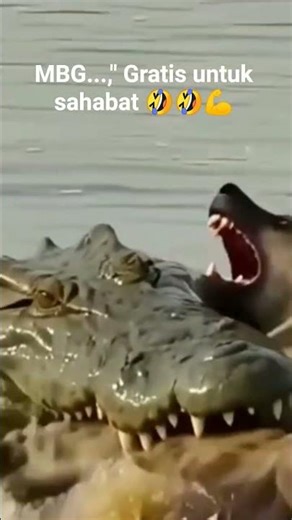 # Gratis makan# Makan bergizi # Makan enak# Menu MBG# Video Shorts # Video Satwa # Video fyp