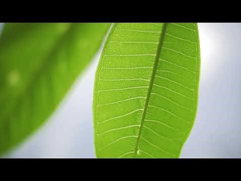 How to grow and care for Frangipanis?