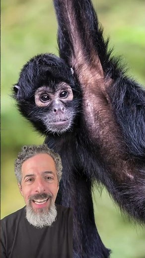 Funky Monkey Song 🐒 Sing Along for Kids | Funny Monkey Music | Baby & Toddler Short