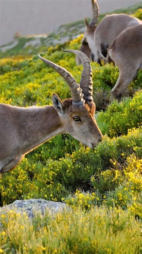 La Sierra de Guadarrama protege uno de los grandes refugios de biodiversidad de la península ibérica