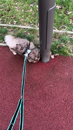 Charming Chihuahua Moments: Adorable Small Dogs on TikTok