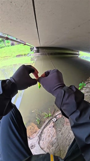 玩之字狗 总能带来一些意想不到的事情#路亚 #钓鱼的乐趣只有钓鱼人懂#领峰梦#摩利根Z8