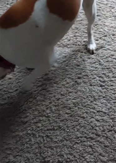 So polite 💜 | Dogs 4 Rescue