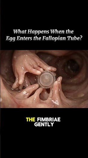Understanding Pregnancy: A Step-by-Step Journey