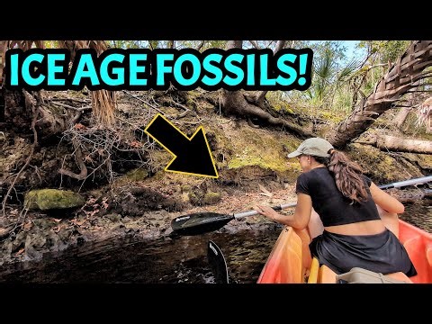 This Florida River Took Us 10,000 Years Into the Past... Uncovering Ancient Ice Age Fossils!