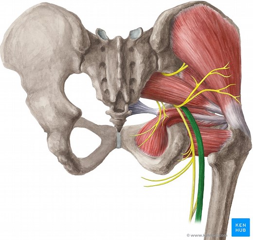 Nervus ischiadicus