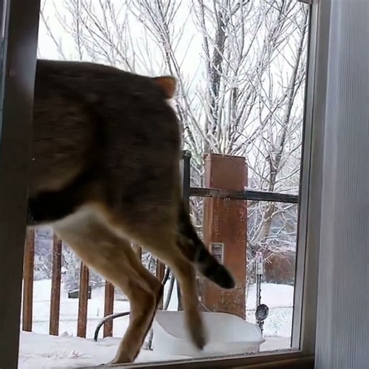 AI Animation Deer Meets Cat #shorts #funny #ai #cat #deer