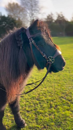 Black Magic Black Friday Sales - Nalanta Bridle for Horses and Ponies