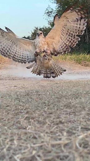 HawkEagle attacks bird 😱🙀 #falconry #falcon #hawk #bird #raptor #wildlife #nature #conservation #education #training #hunting #sport #hobby #passion #love #respect #wildfalconry #birdofprey #freedom #soaring #freedomofflight #birdattack #birdattacks | Anime