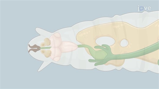 Video: Dissection and Mounting of Fruit Fly Larval Brain Explants - Experiment