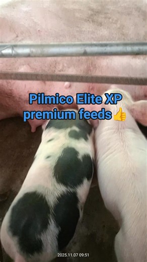 The best Gestating and lactating feeds | JLP AI and Technical Services