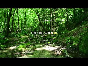 【自然の音】緑の森林と小川のせせらぎと鳥のさえずり、癒し、睡眠、リラックス、作業用BGM/River Sound/stream/Nature Sounds/ASMR/4K【２時間】