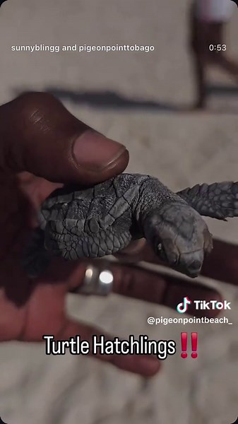 Hawksbill Turtle hatching yesterday at Pigeon Point Beach with @Sunny Bling 🐢💚