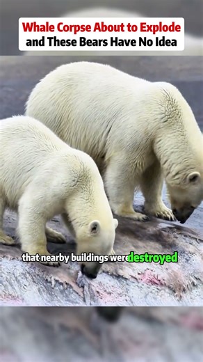Whale Corpse About to Explode and These Bears Have No Idea #polarbear #whale #animals #fyp