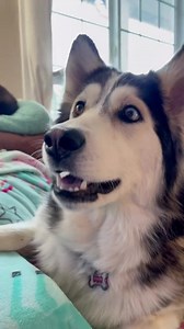 3.2M views · 325K reactions | Mum, get me a trampoline please! @penelly.watches.telly via TikTok | Pupnaps | Facebook