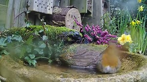 Bird baths are best shared! The Birdsy cam captures some delightful interactions between species, like this robin and blue tit taking a Spring bath together! Set-up: WildlifeKate #Birds #Robin #BlueTit #Birdbath | Birdsy