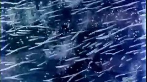 Daffy's Southern Exposure (1942, Redrawn and Colorized)_06