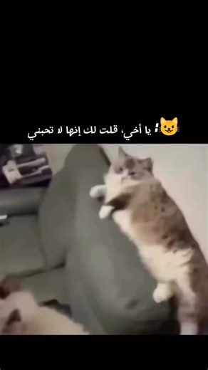 😹😹 #funnymoments #fanny_video #cat #cats #viral