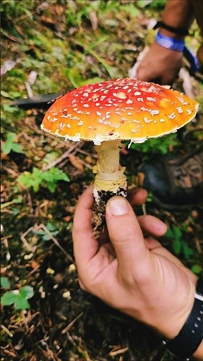 How to ID Amanita muscaria #foraging #mushrooming #mushroomidentification