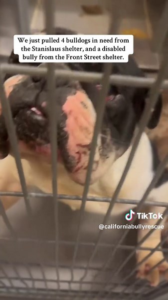 This Giving Tuesday, we have some squishy new faces that really need your help ❤️‍🩹 We are constantly asked to help dogs in need, and we wish we could say yes to them all. But thanks to all of your support, we have been able to save 142 incredible pups since the start of 2025!!! We don’t take your support for granted, and are so grateful for the life-saving funds you all have helped us provide. But the list of dogs in need is never ending, and we are back with a new plea on this day of giving. 