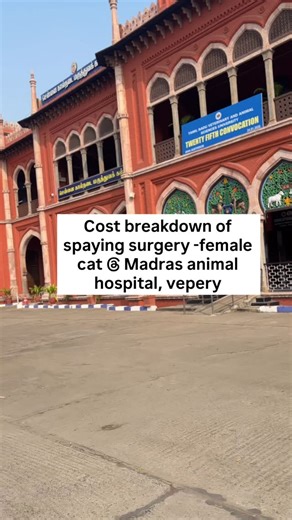 Meenakshi on Instagram: "Female cat spaying surgery cost has been revised to ₹2500 as of Feb 6. #cat #vlog #spayandneuter #minivlog"