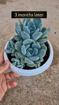 My method for mixing succulent soil, which anyone can find and follow.
