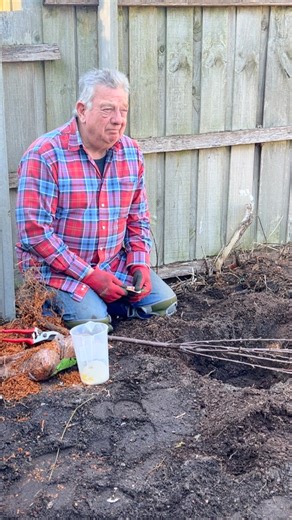 Keith Edwards on Instagram: "Planting a bare rooted Heirloom plum and giving it the best possible chance to grow and be fruiting for us next year. This is a Wickson plum tree, created by the masterful American horticulturalist Luther Burbank, who created over 800 new species of plants, including the Shasta Daisy, the Burbank potato, the Burbanks Spineless cactus and best known for the creation of the Santa Rosa Plum. The Wickson is a beautiful, yellow fleshed plum perfect for eating fresh from t