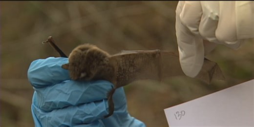 Vermont bat rehabbers see surge in winter rescues