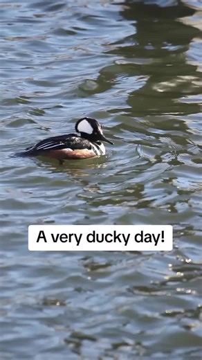 The extreme cold is bringing many uncommon duck visitors to the patch! Today's surprises were Hooded Merganser, American Wigeon, and Long-tailed Duck. 😁 #ducksoftiktok #birds #nyc #brooklyn #birding