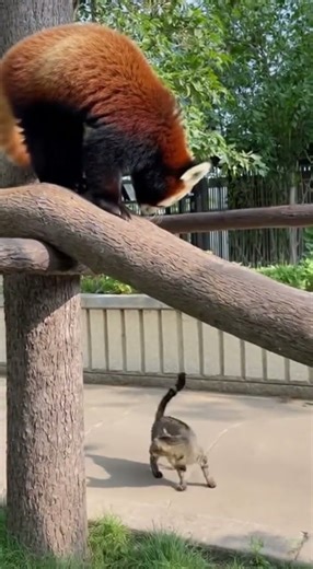 Cat Scares Red Panda Up a Tree! 😹🐾 | Funny Animal Moment