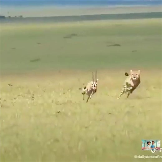 The Hidden Disadvantages of Cheetahs #wildlife #animals #predator