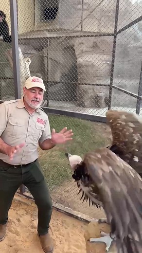 This Lappet Faced Vulture sure was Grumpy😳 They are the biggest Vulture in Africa and very aggressive😅 This one was definitely not afraid to show it and will often growl squeak or hiss at anyone😳 This is pretty much how they communicate with each other, that’s probably why they’re so angry😮 • • • • #giant #vulture #bird #lappet #faced #huge #angry #birds #wow #wild #wildlife #travel #fun #funny #africa #rude #cool #video #moments #tik #tok #tiktok #tiktokanimals