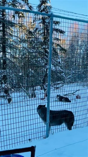 346 reactions · 14 comments | Zoo education programs are wild! Be sure to visit our Education Directory page at https://www.alaskazoo.org/education-directory for field trip, homeschool class and Zoo Snooze options. We also have weekly Storytime sponsored by @conocophillips and camp registration opening in early January  Video by Educator Tracy | The Alaska Zoo | Facebook