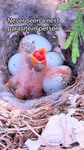 Brown-headed Cowbird Lays Egg in Robin/Bluebird Nest