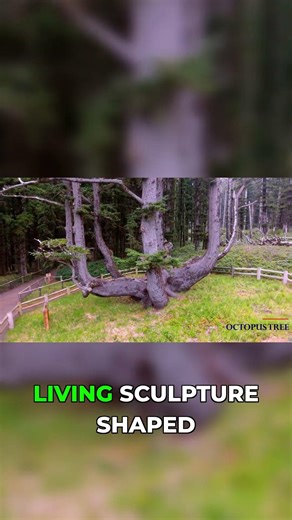 Oregon's Mysterious Octopus Tree Explained!