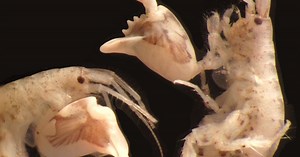 Tiny Crustacean Redefines Ultra-Fast Movement