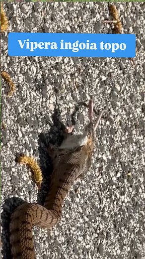 Una vipera comune (Vipera aspis) ripresa lungo strada mentre cercava di ingoiare un topo. In quel momento ogni disturbo avrebbe potuto indurre la vipera a rigurgitare la preda per fuggire...quindi un grazie ed un bravo a @el_diablo98_ per avermi girato il video e per non essere sceso a disturbarla! #serpente #snake #animali #natura #trekking #vipera | Andrea Boscherini