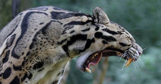 Clouded Leopard Teeth: Everything You Need To Know
