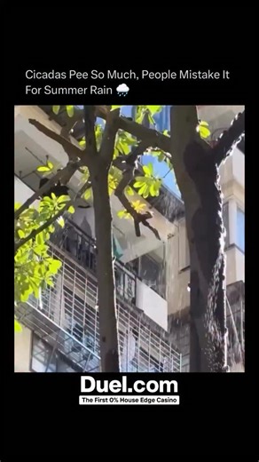 How Everything Works on Instagram: "Cicadas really do urinate so much that it can feel like summer rain falling from the trees. The reason lies in their diet — cicadas feed exclusively on xylem sap, a watery fluid found in trees that carries minerals and nutrients from the roots to the leaves. The problem is that xylem is extremely dilute, containing very little sugar or nitrogen. To get enough nutrients to survive, cicadas must drink enormous amounts of it — far more than their small bodies can