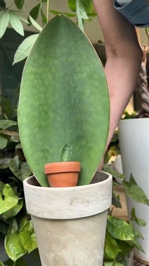 85K views · 657 reactions | Planterina! #plants #planter #indoorplants #plantcare #planterina #diy #fbreels #reels | Planterina | Facebook