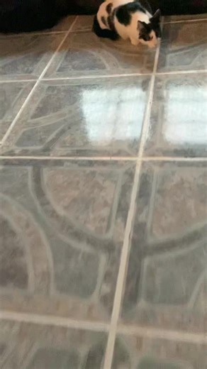 Adorable Cat Sniffing Compilation