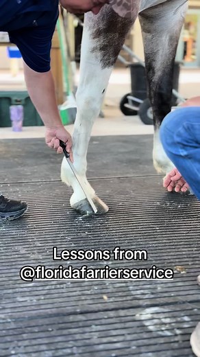 Equine Farrier Collaboration & Saddle Fit Insights | Winn Horses