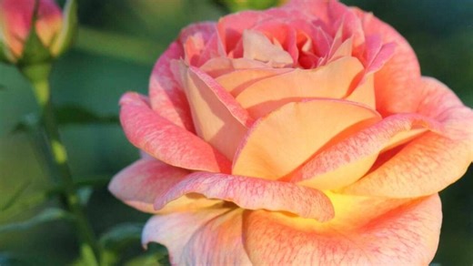 VIDÉO. Taille du rosier buisson : les étapes clés à ne pas manquer