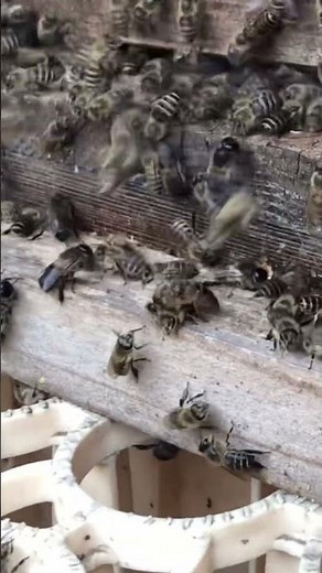 🎶女王蜂おでましで👸🏻見事に飛び立った群れ🐝💫💫日本ミツバチ分蜂
