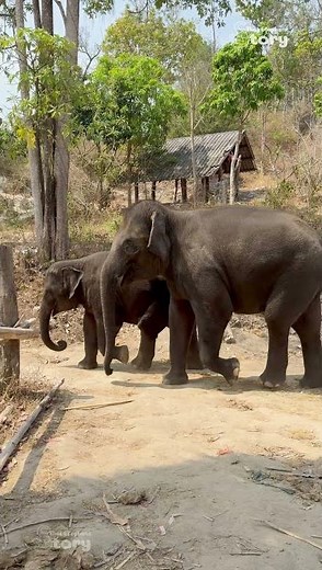 Cute Baby Elephants Junior and Ton Nao Will Melt Your Heart!