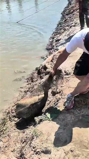 Catching a Monster Alligator Gar! #shorts